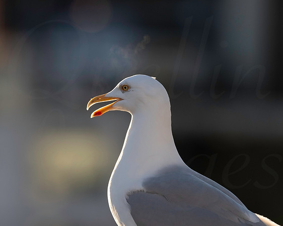 The big guy