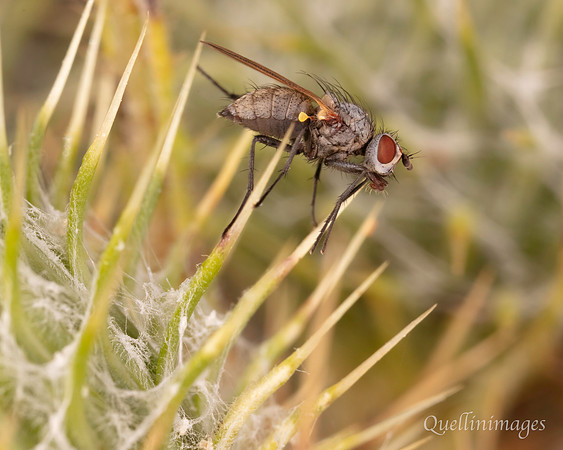 Fakir Fly 19JUL25