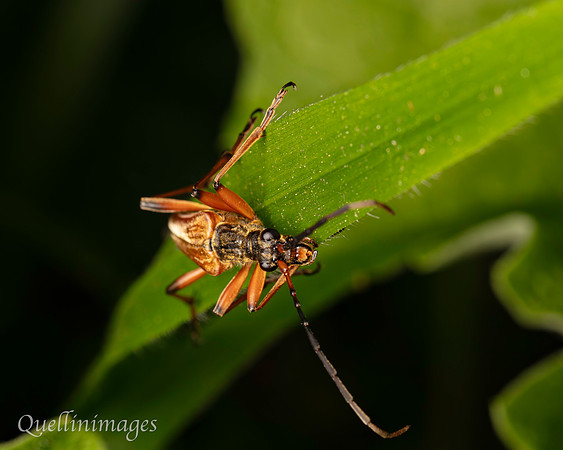 Large beetle 1 c