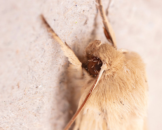 BR Moth 7 19JUL25