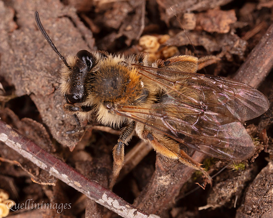 Mining Bee, Andrena, species not identified