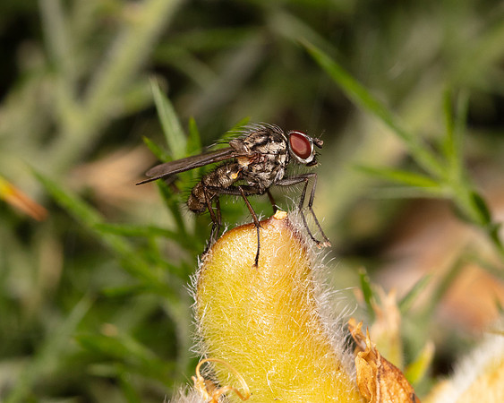 Fly on a gorse seed pod