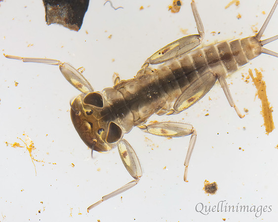 Mayfly larva B 15MAR25
