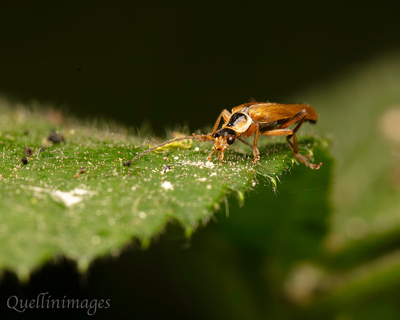 Soldier beetle no species ID 1 C