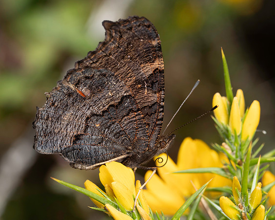 Butterfly 1 19JUL25
