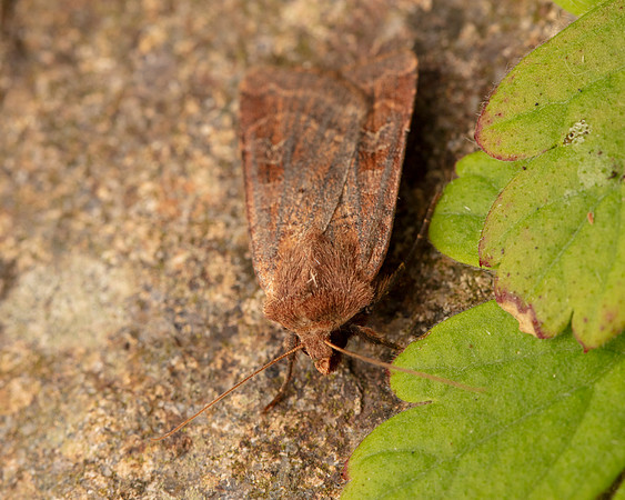 055 Small Square-spot Diarsia rubi