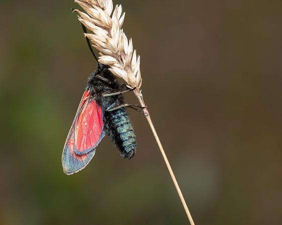 Six Spot Burnett OE 19JUL25