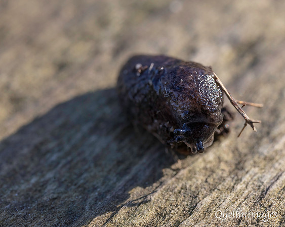 Slug 1 A Community Garden 15MAR125