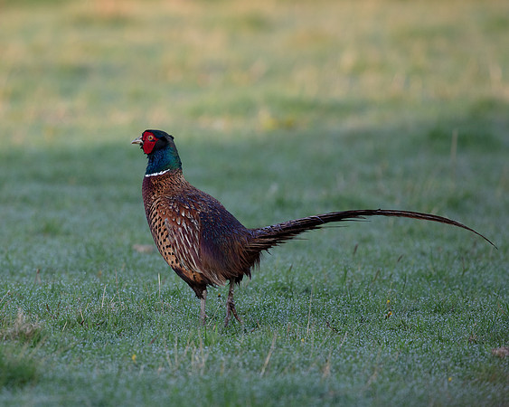 Pheasant