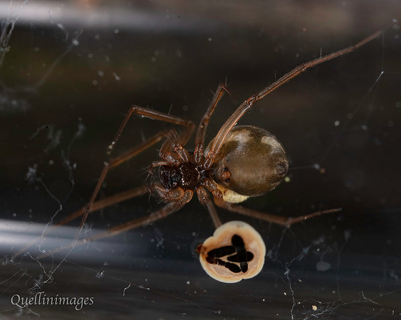 Money spider with parasitoid wasp larva B 15MAR25