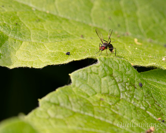 Sepsid fly Nemopoda nitidula