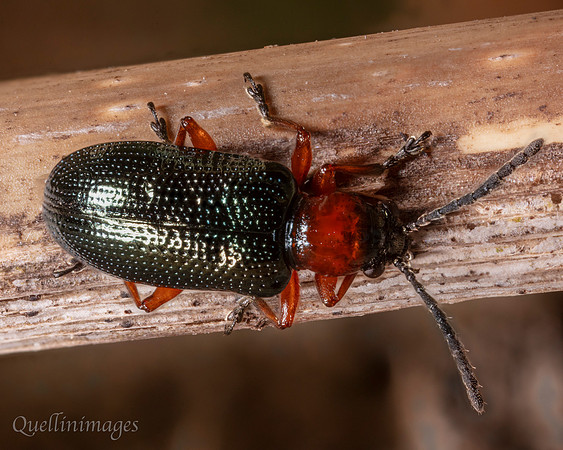 Beetle 2 Garden 15MAR25 Z