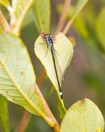 Blue Damsel fly 2 19JUL25
