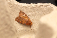 010 Ear moth Amphipoea sp.