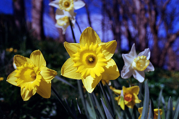 Host of Kodak Gold