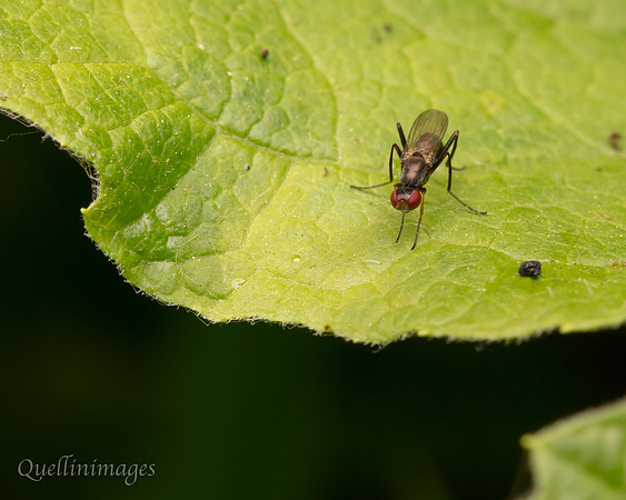Sepsid fly Nemopoda nitidula