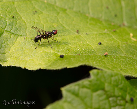 Sepsid fly Nemopoda nitidula