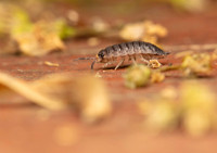 Woodlouse heading quickly for cover