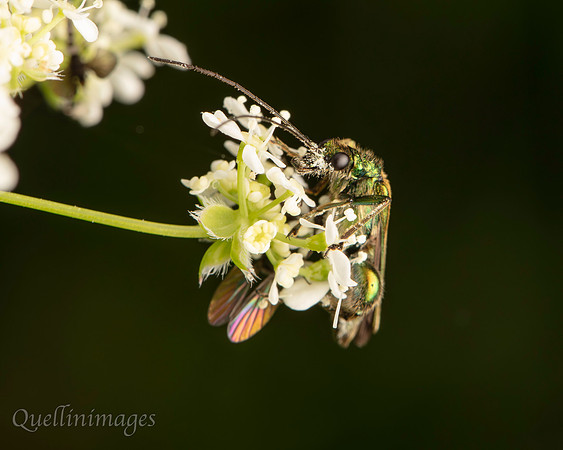 Swollen thighed beetle, Oedemera nobilis 1