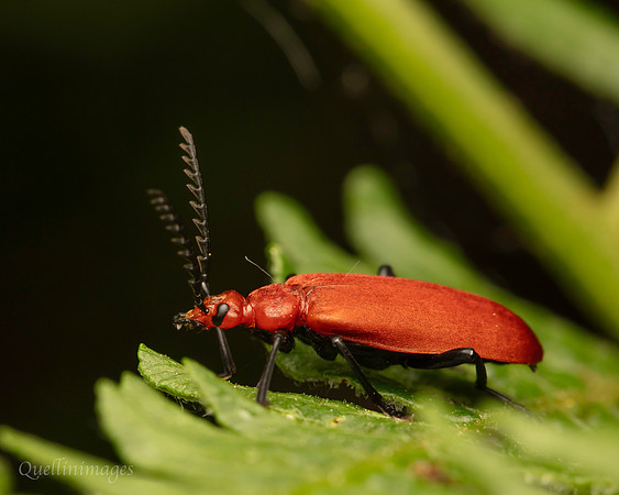 Red Cardinal beetle 1 B
