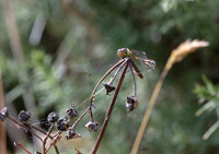 Common Darter