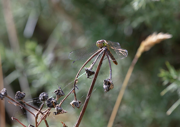 Common Darter
