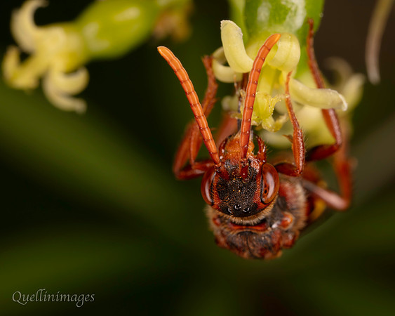 Nomada 1 F