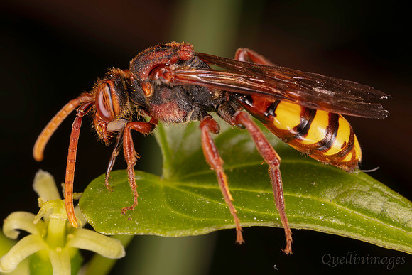 Nomada 1 H 4 3