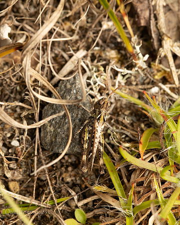 Mottled Grasshopper 1 19JUL25
