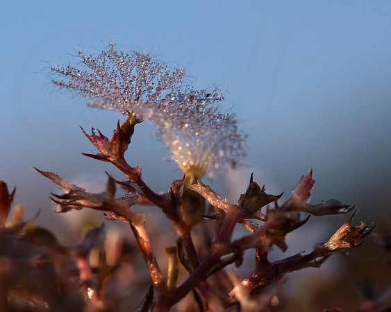 Jewelled 4
