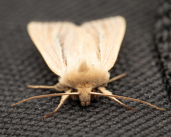 BR Moth 5 19JUL25