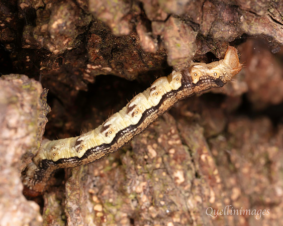 Caterpillar no ID 5 A