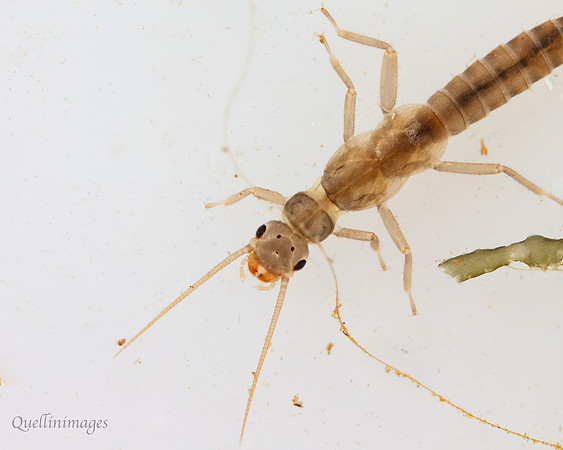 Stonefly larva 1B 15MAR25