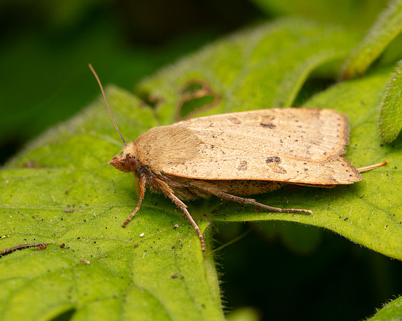 030 Lesser Yellow Underwing Moth
