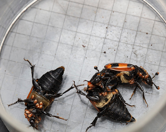 Sexton beetles and guests