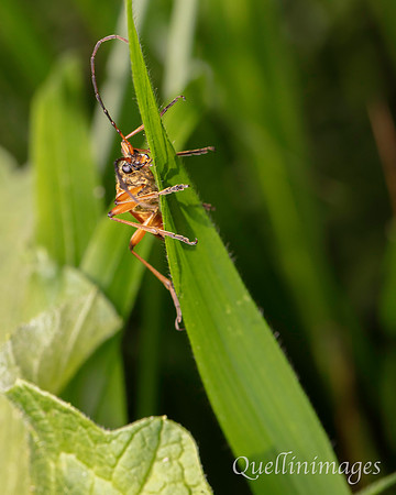 Large beetle 1 A