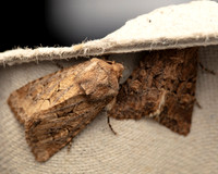 Flounced Rustic