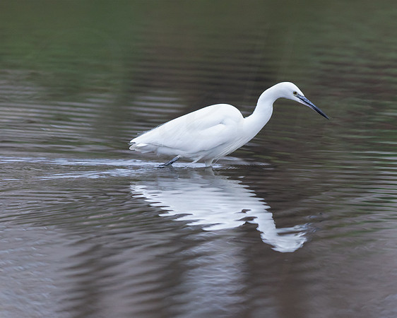 Little Egret