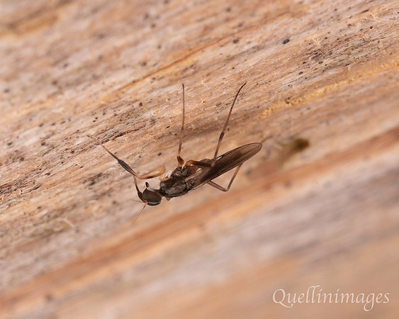 Hybotid fly, probably Tachypeza species not identified
