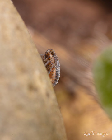 Small Larva Community Garden 15MAR25