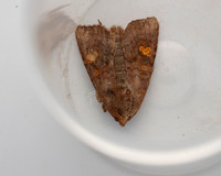 013 Ear moth Amphipoea sp.