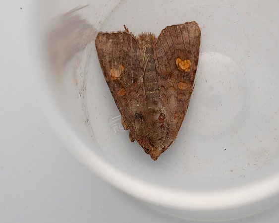 013 Ear moth Amphipoea sp.