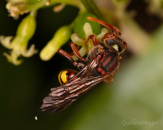 Nomada 1 A