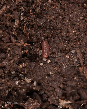 Very small Woodlouse Community Garden 15MAR25