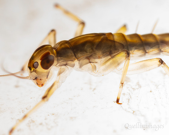 Stonefly larva A