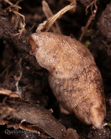 Slug 2 Community Garden 15MAR25