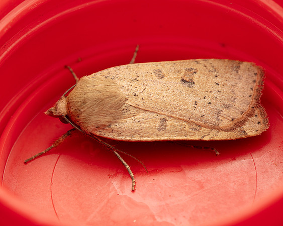 027 Lesser Yellow Underwing Moth